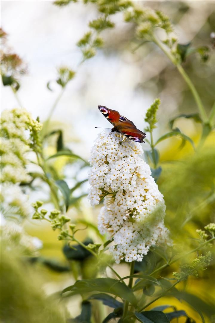 Buddleja 'Peace', Schmetterlingsflieder, wei&szlig;, 40&ndash;60 cm 