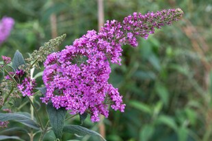 Buddleja davidii 'Pink Delight', Schmetterlingsflieder, rosa, 80–100 cm 