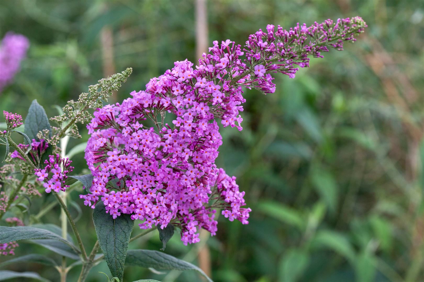 Buddleja davidii 'Pink Delight', Schmetterlingsflieder, rosa, 80&ndash;100 cm 