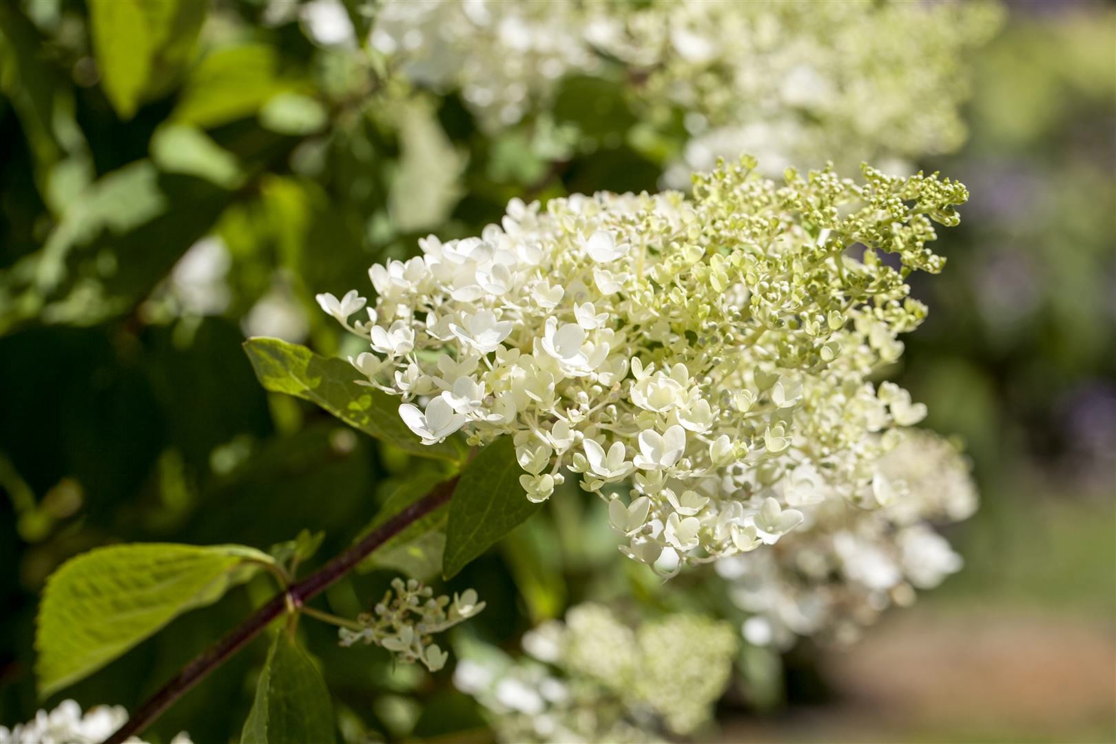 Hydrangea paniculata 'Bombshell', Rispenhortensie, wei&szlig;, 40&ndash;60 cm 