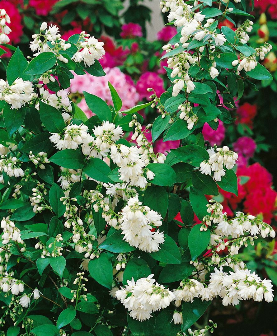 Deutzia scabra 'Pride of Rochester', Maiblumenstrauch, wei&szlig;, 40&ndash;60 cm 