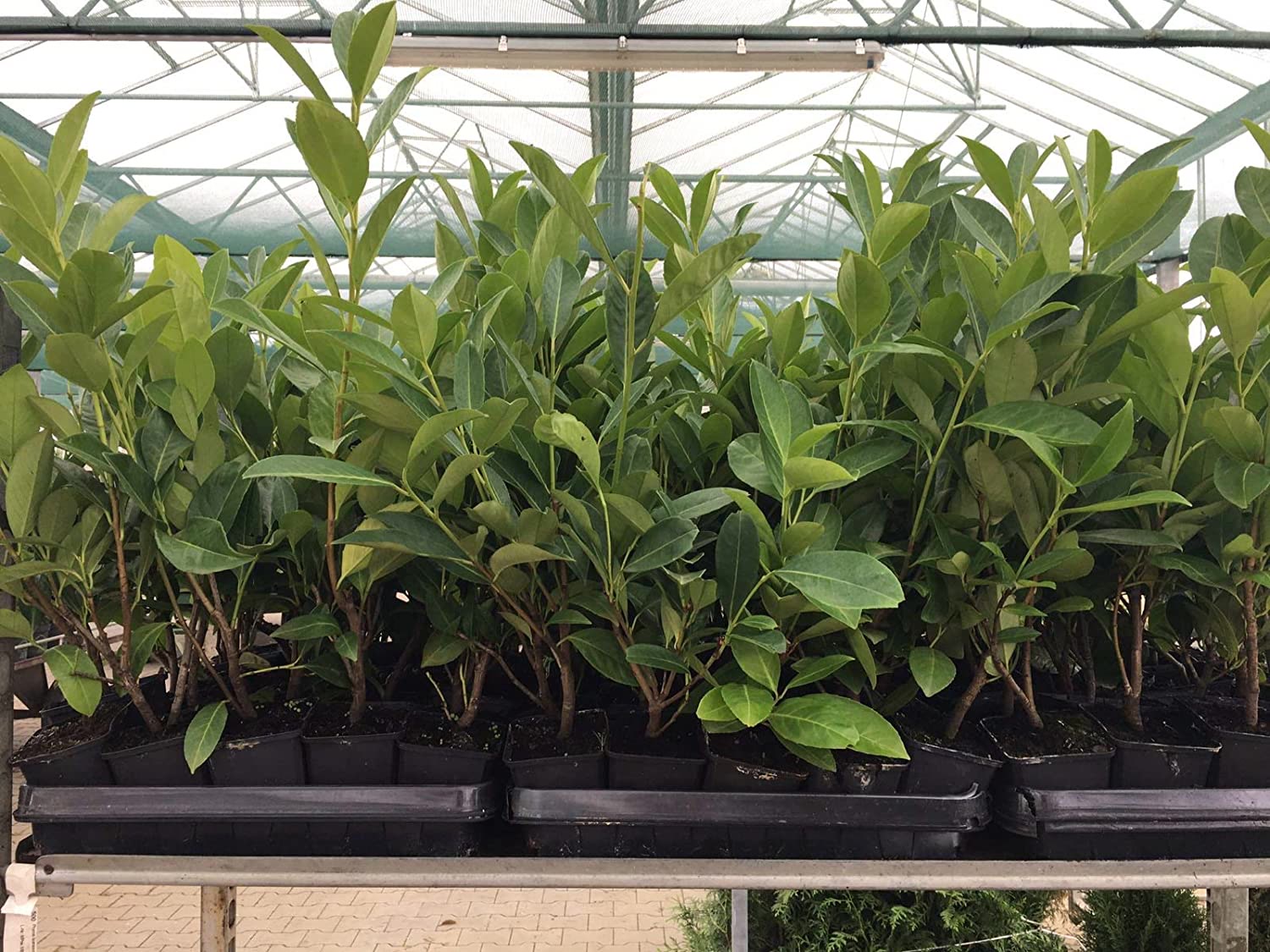 Prunus laurocerasus 'Novita', Kirschlorbeer, immergr&uuml;n, 20-30 cm 