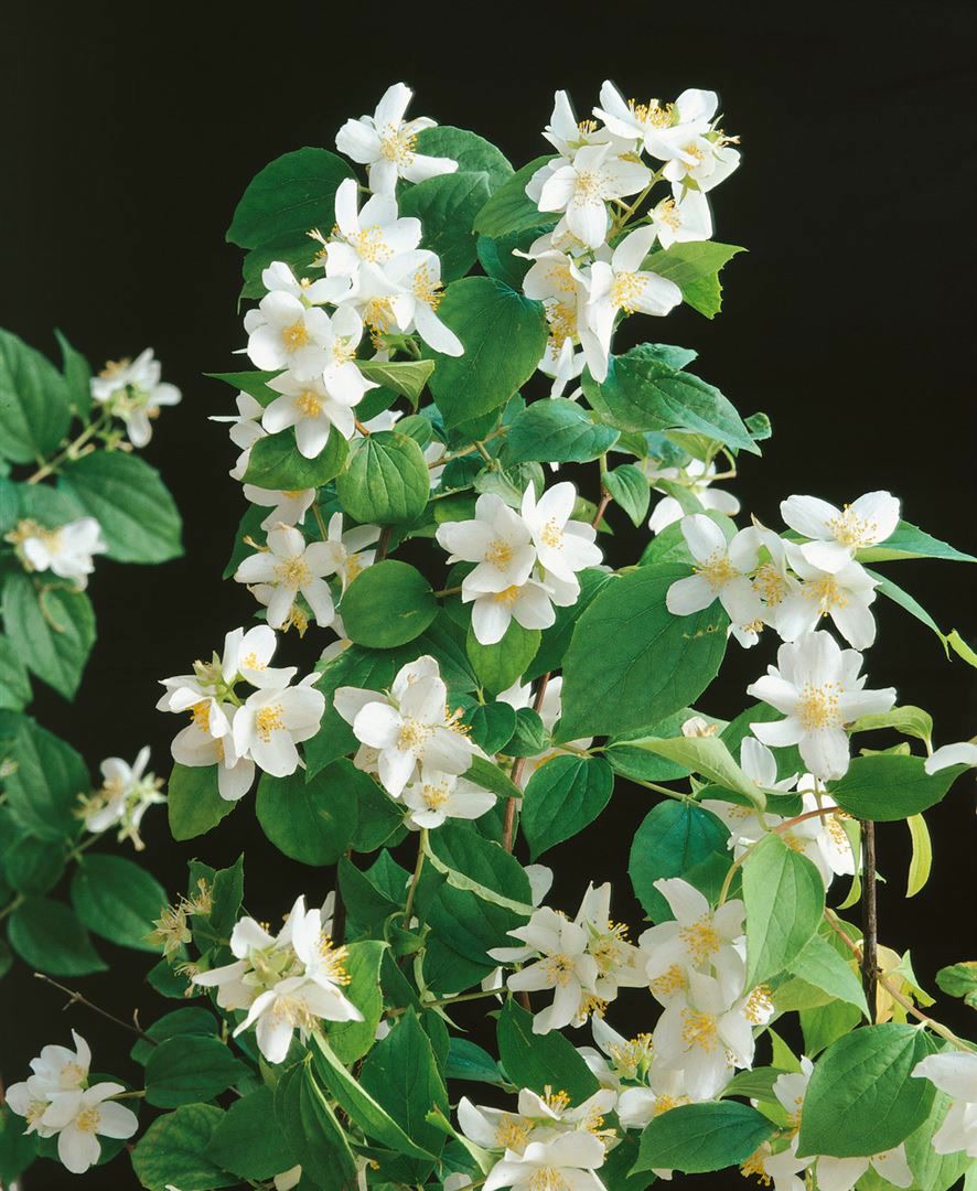 Philadelphus 'Dame Blanche', Duftjasmin, wei&szlig;, 40&ndash;60 cm 