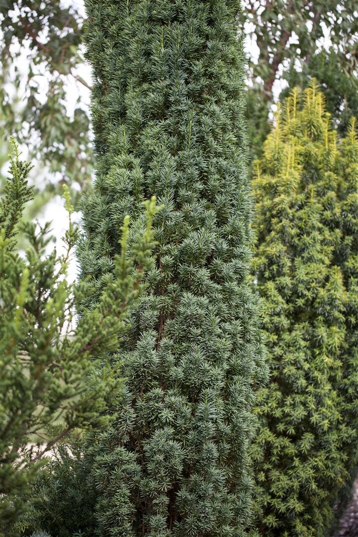 Taxus baccata 'Fastigiata Robusta', S&auml;uleneibe, 30&ndash;40 cm 