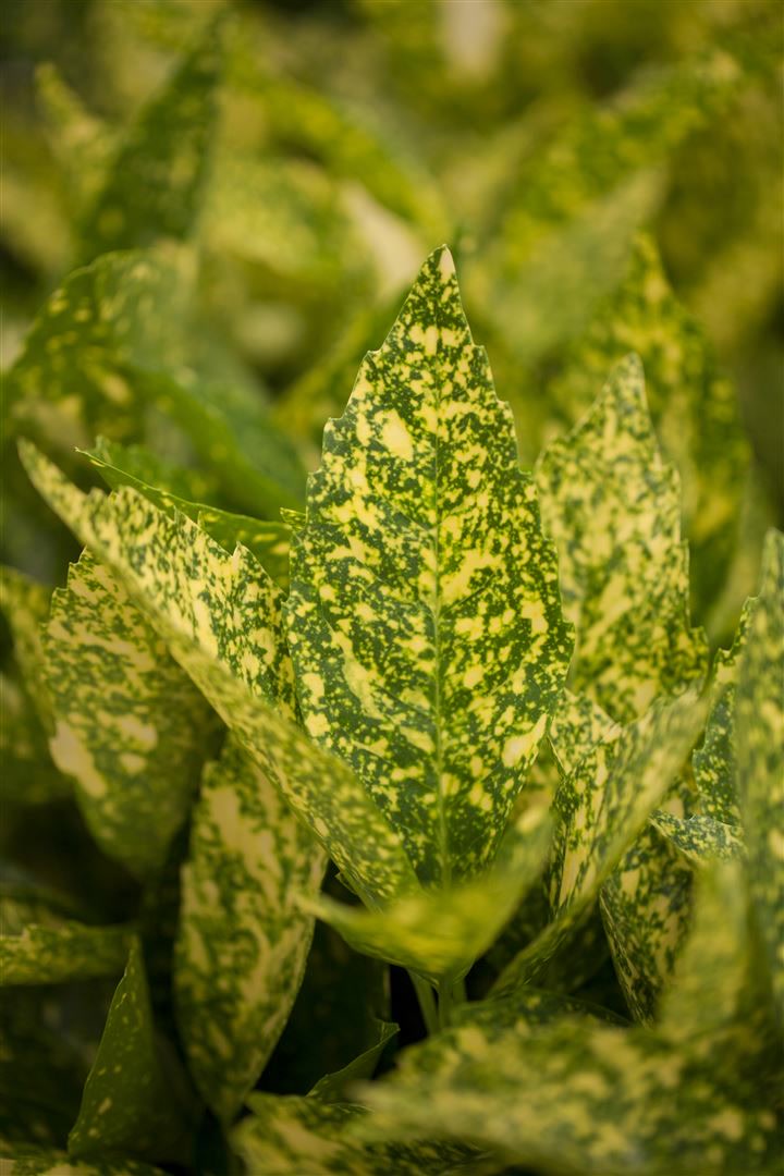 Aucuba japonica 'Variegata', Japanische Aukube, buntes Laub, 40&ndash;60 cm 