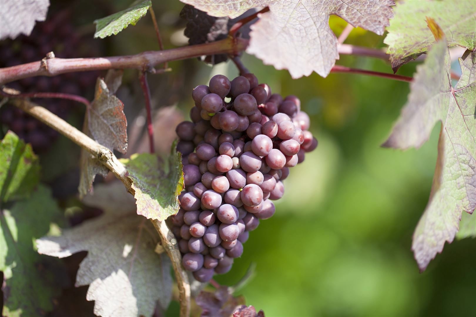 Vitis vinifera 'Piroschka', Weinrebe, 80&ndash;100 cm 