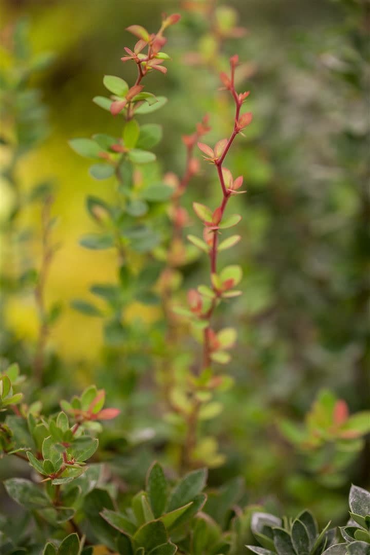 Berberis buxifolia 'Nana', Zwerg-Berberitze, kompakt, 30&ndash;40 cm 