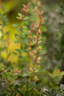 Berberis buxifolia 'Nana', Zwerg-Berberitze, kompakt, 30–40 cm 