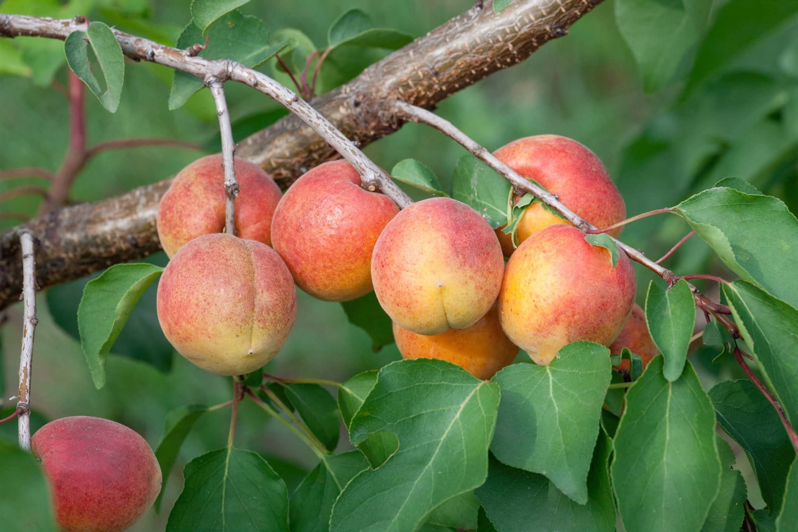 Prunus armeniaca 'Ungarische Beste', Aprikose, 150&ndash;200 cm 