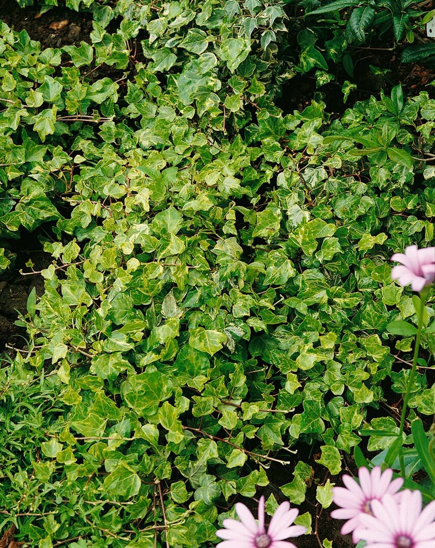 Hedera helix 'Kolibri', Efeu, gr&uuml;n-wei&szlig;, 60&ndash;100 cm 