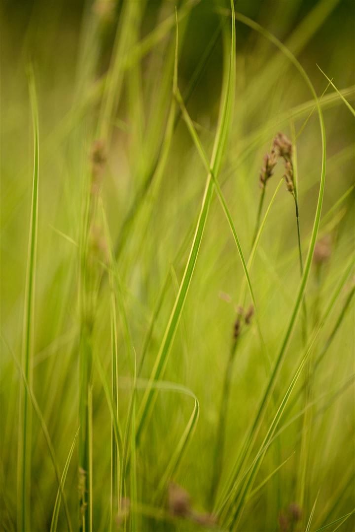Carex brunnea 'Honeymoon', Ziergras, 2 Liter Container 