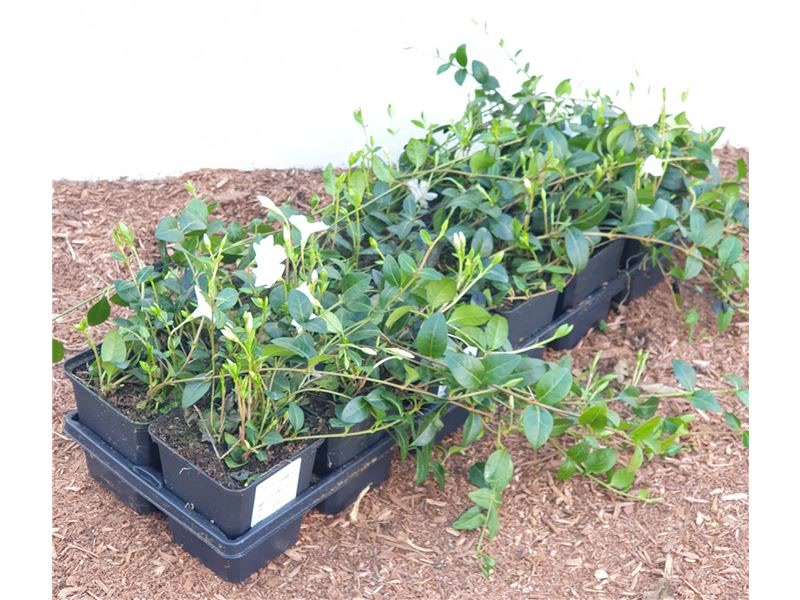 Vinca minor 'Alba', Immergr&uuml;n, wei&szlig;, ca. 9x9 cm Topf 