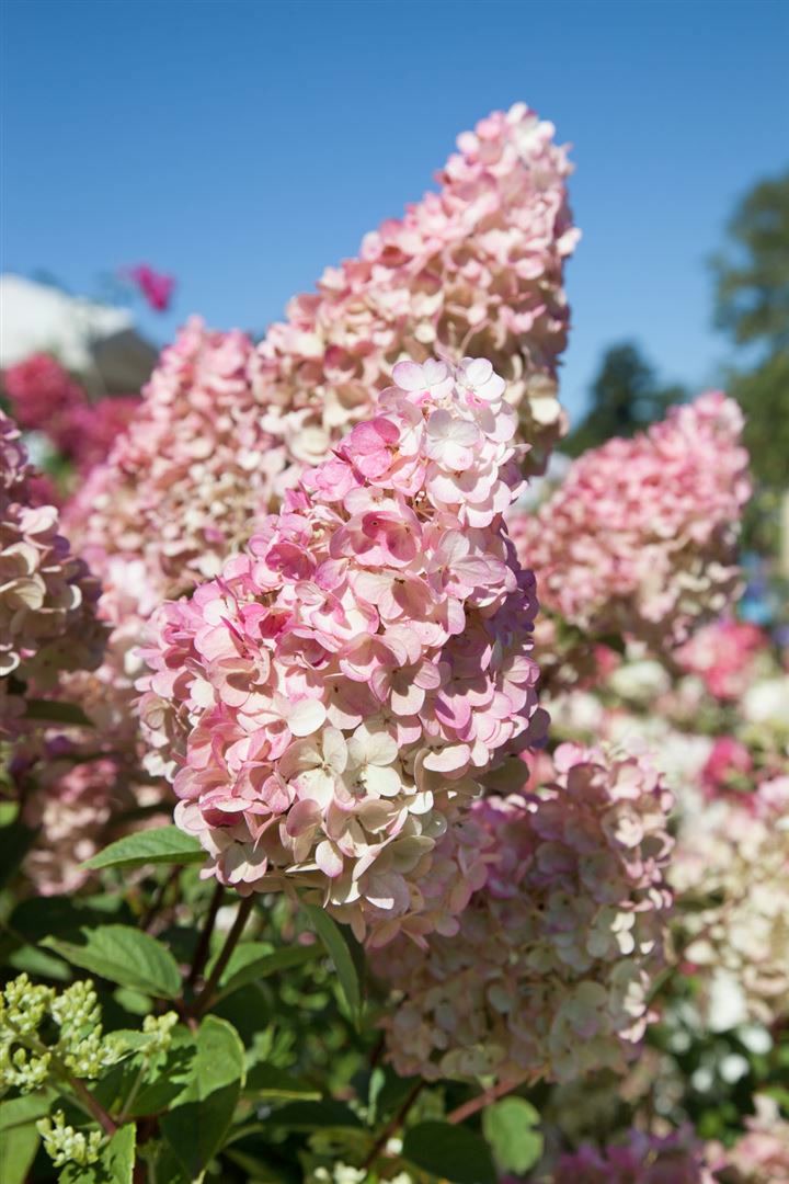 Hydrangea paniculata 'Sundae Fraise', Rispenhortensie, rosa-wei&szlig;, 60&ndash;80 cm 