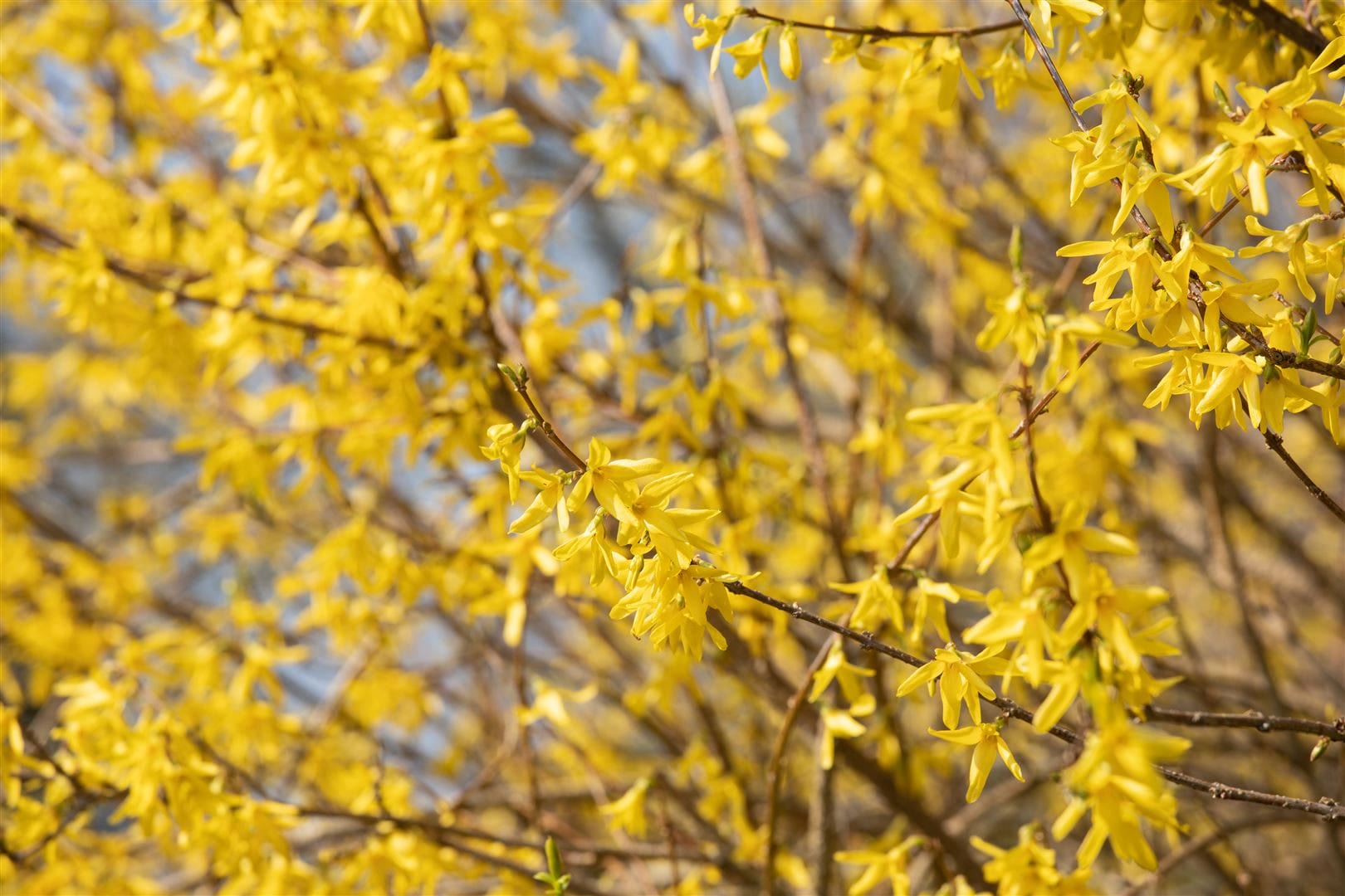 Forsythia 'Maree d'Or' -R-, Goldgl&ouml;ckchen, gelb, 30&ndash;40 cm 