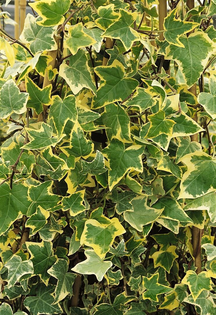 Hedera helix 'Goldchild', Efeu, gelb-gr&uuml;n, ca. 9x9 cm Topf 