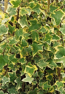 Hedera helix 'Goldchild', Efeu, gelb-grün, ca. 9x9 cm Topf 