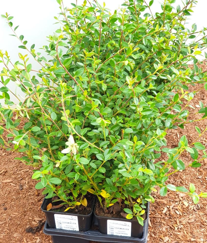 Cotoneaster x suecicus 'Coral Beauty', Zwergmispel, immergr&uuml;n, ca. 9x9 cm Topf 