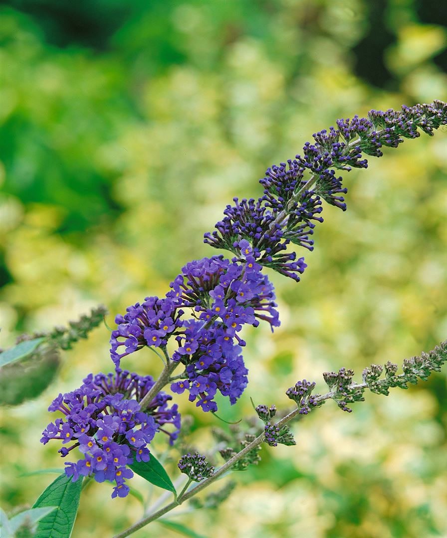 Buddleja davidii 'Ellen's Blue', Schmetterlingsflieder, blau, 40&ndash;60 cm 