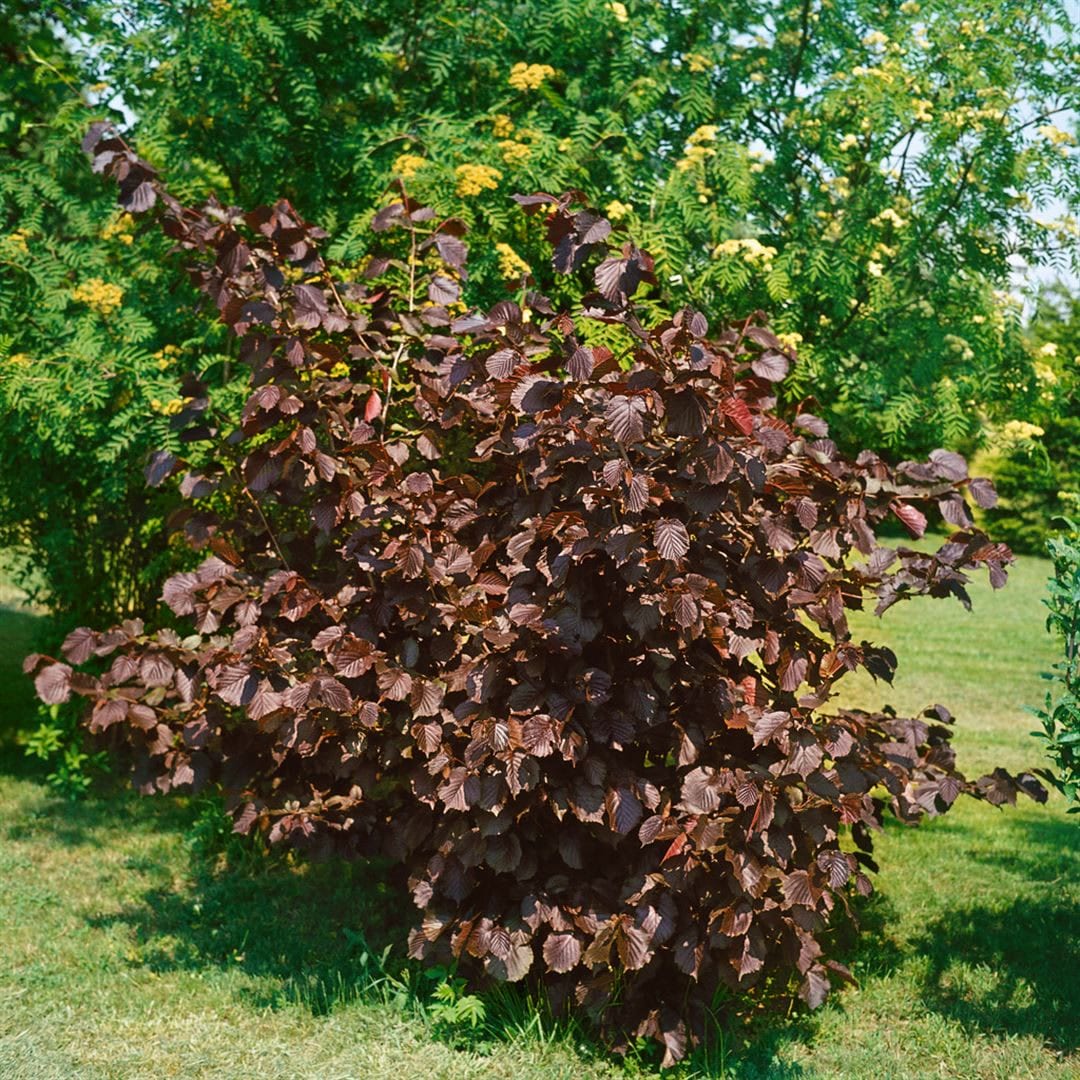 Corylus maxima 'Purpurea', Purpur-Hasel, 60&ndash;100 cm 