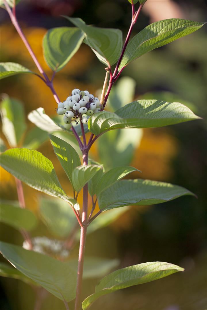 Cornus alba 'Siberian Pearls', Hartriegel, wei&szlig;e Beeren, 60&ndash;100 cm 
