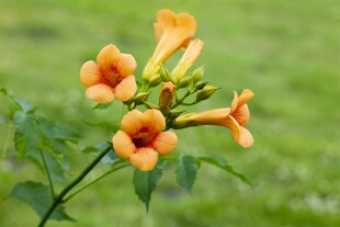 Campsis tagliabuana 'Madame Galen', Trompetenblume, orange, 40–60 cm 