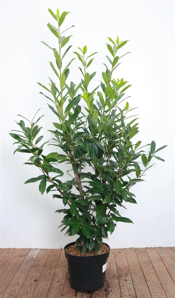 Prunus laurocerasus 'Caucasica', Kirschlorbeer, immergr&uuml;n, 120&ndash;140 cm 