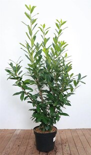 Prunus laurocerasus 'Caucasica', Kirschlorbeer, immergrün, 120–140 cm 