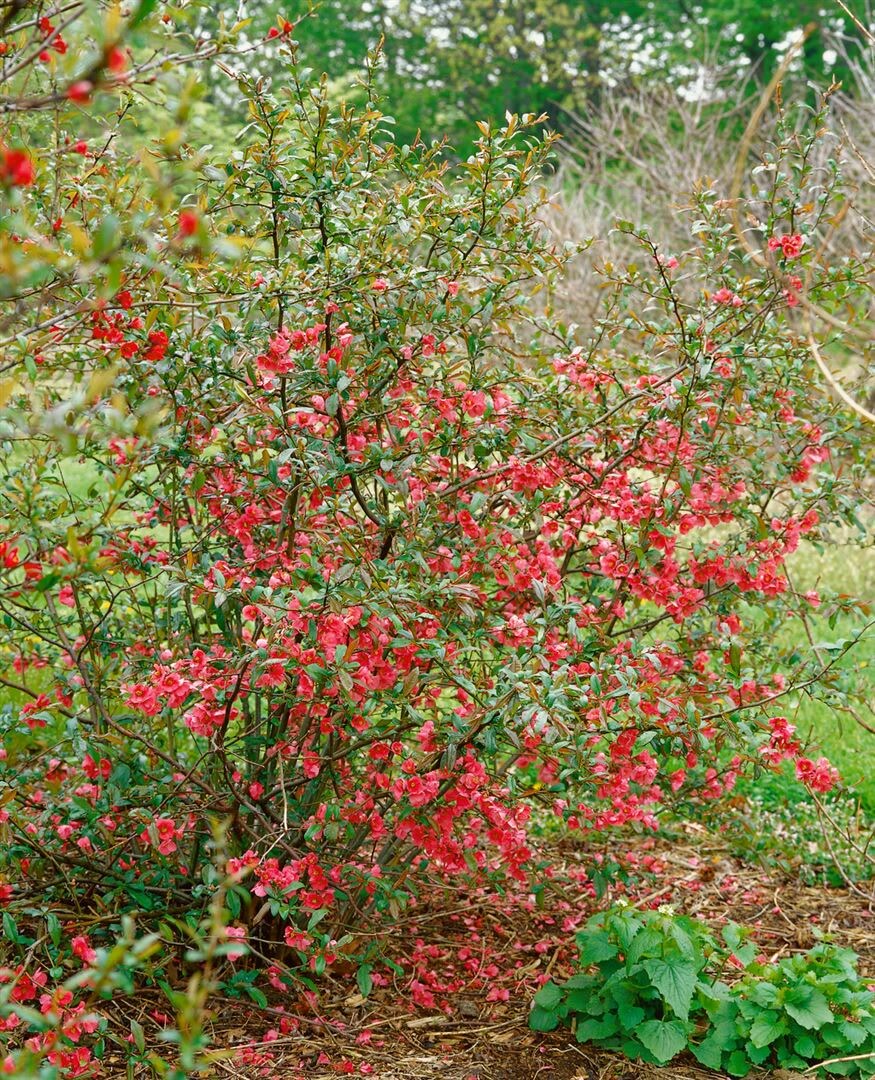 Chaenomeles 'Rubra', Zierquitte, rot, 40&ndash;60 cm 