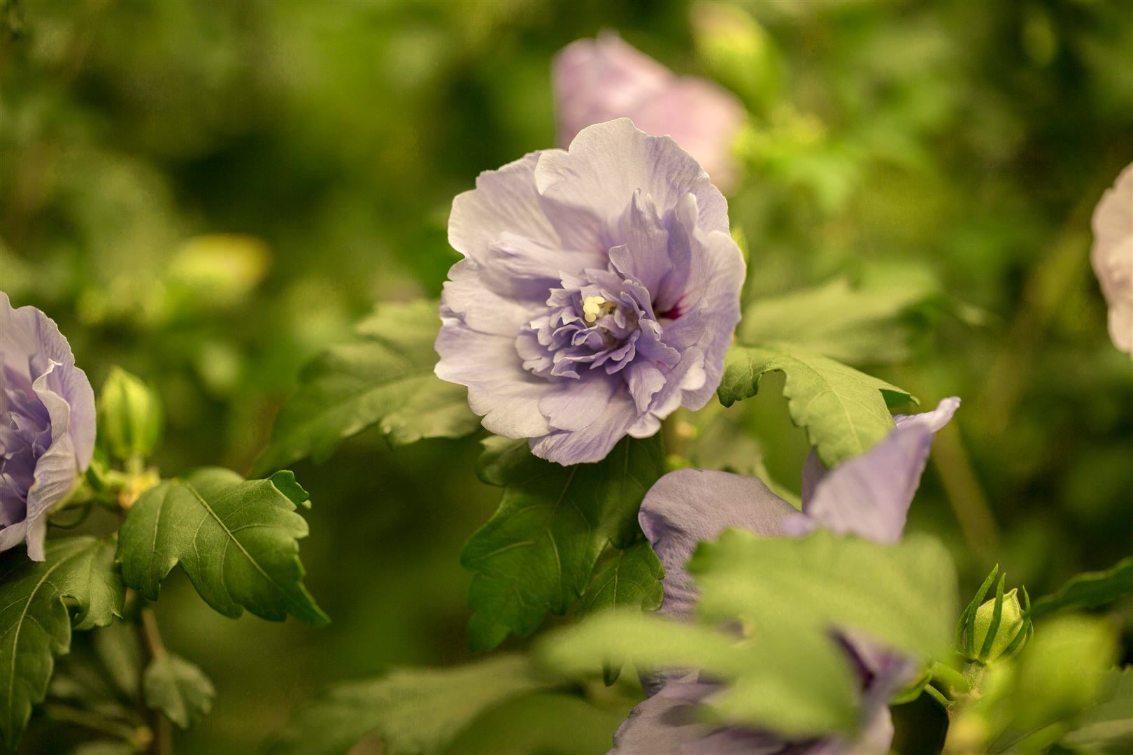 Hibiscus syriacus 'Lavender Chiffon', Roseneibisch, lavendel, 40&ndash;60 cm 
