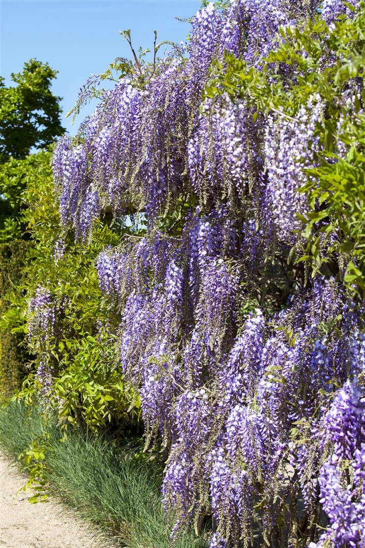 Wisteria floribunda, Japanische Blauregen, 40&ndash;60 cm, duftend 