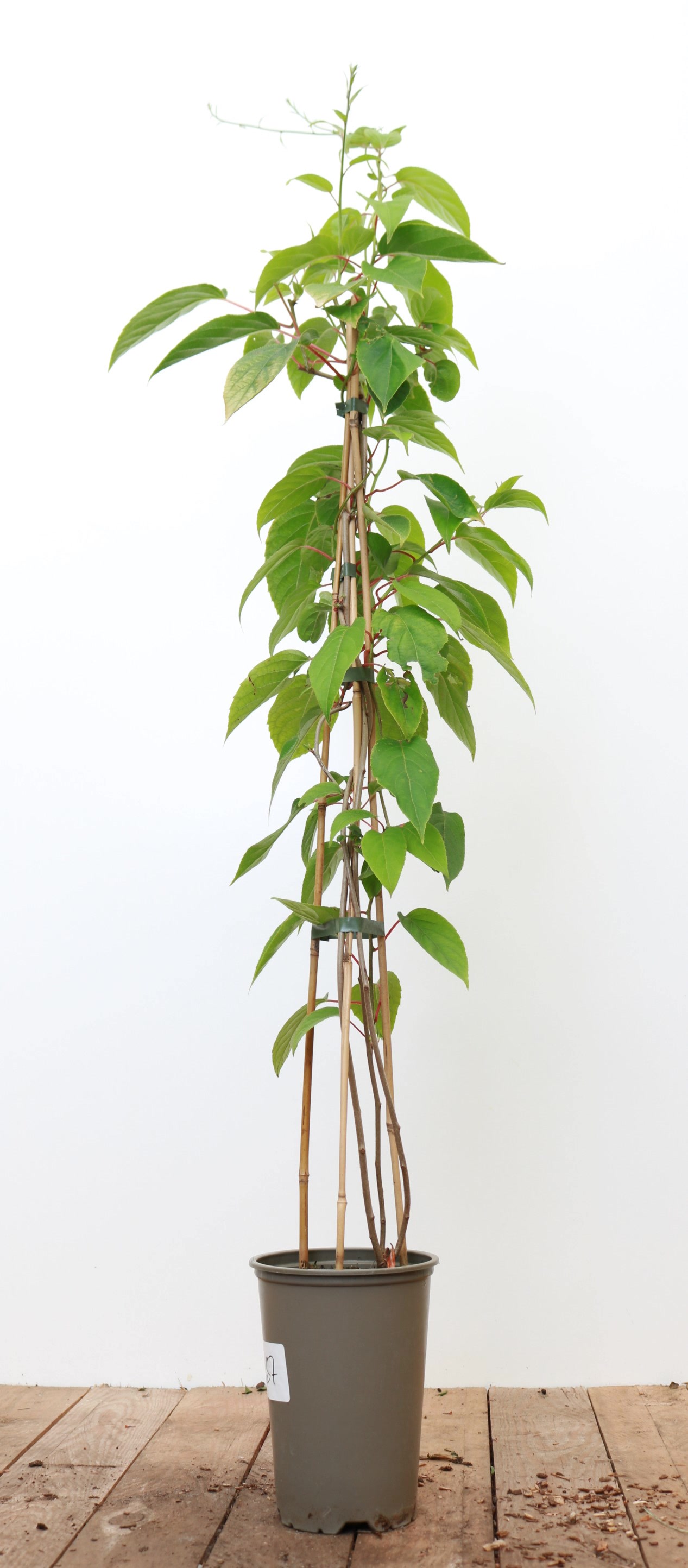 Actinidia chinensis 'Jenny', Kiwi, selbstfruchtend, 60&ndash;100 cm 