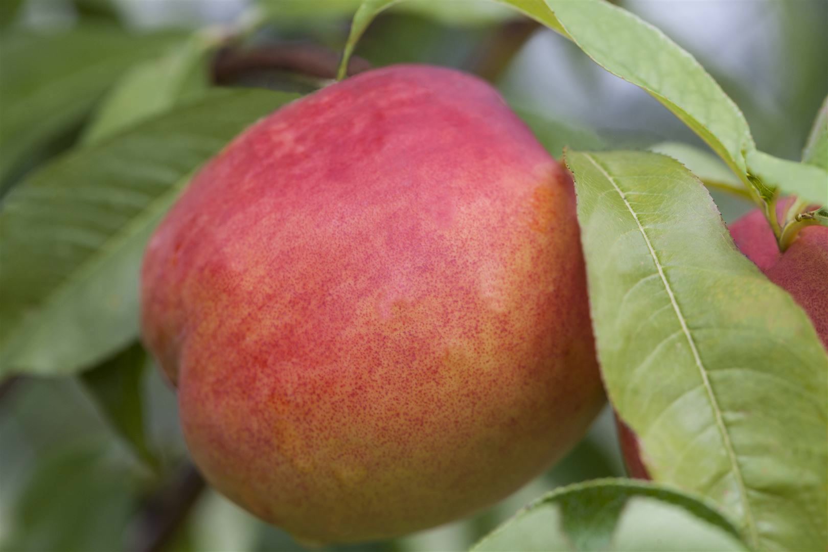 Prunus persica var. nucipersica 'Zwergnektarine', 60 cm, kompakt 