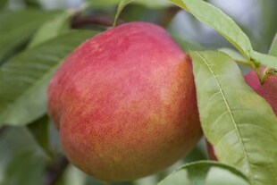 Prunus persica var. nucipersica 'Zwergnektarine', 60 cm, kompakt 