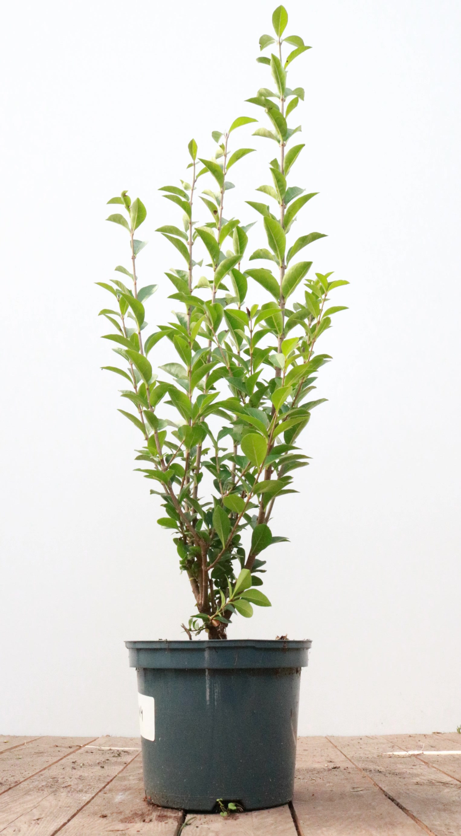 Ligustrum ovalifolium, Ovalbl&auml;ttriger Liguster, 60&ndash;80 cm 