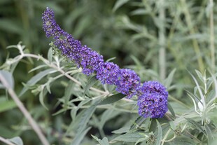 Buddleja davidii 'Nanho Blue', Schmetterlingsflieder, blau, 40–60 cm 