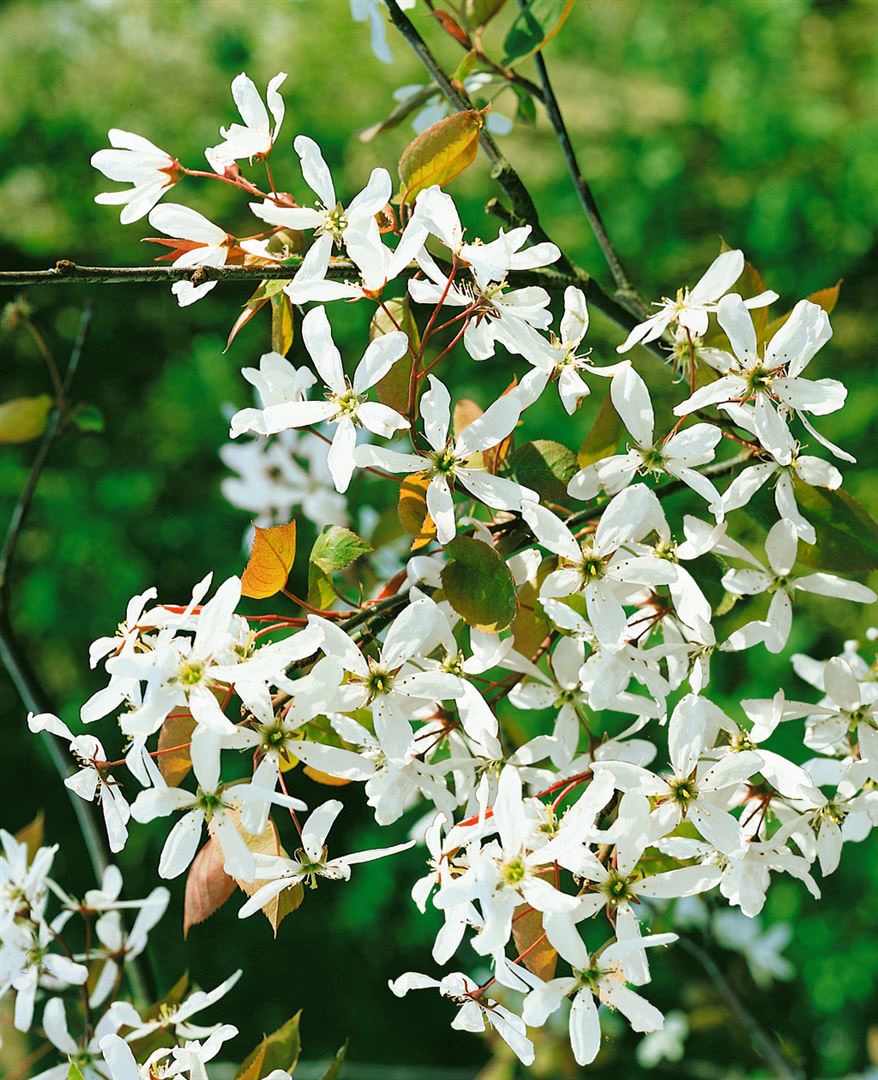 Amelanchier alnifolia 'Robin Hill', Felsenbirne, 60&ndash;100 cm, wei&szlig;-rosa Bl&uuml;ten 