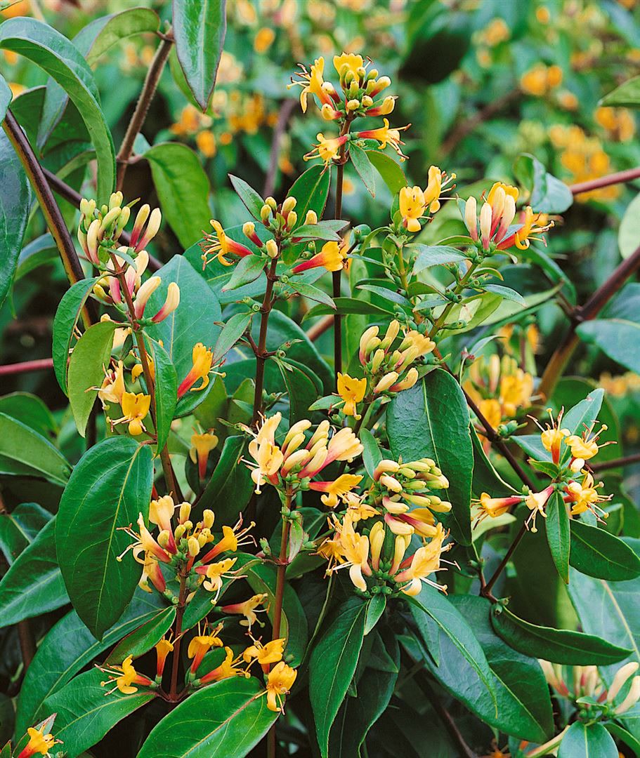 Lonicera henryi 'Copper Beauty', Gei&szlig;blatt, immergr&uuml;n, 100&ndash;150 cm 