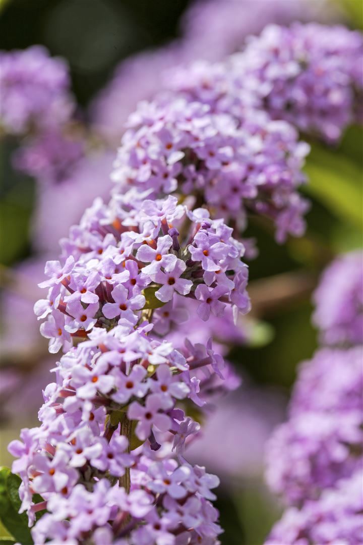 Buddleja alternifolia, H&auml;nge-Sommerflieder, 80&ndash;100 cm, duftend 