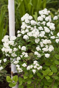 Spiraea vanhouttei, Prachtspiere, weiß, 60–80 cm 