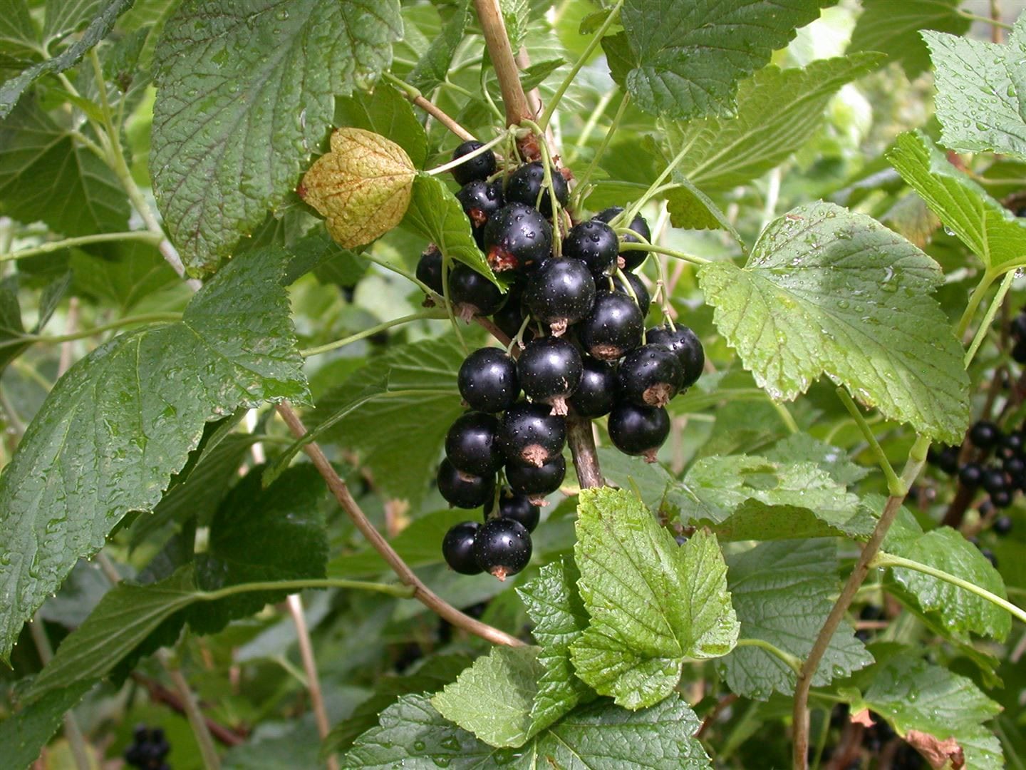 Ribes nigrum 'Titania', Schwarze Johannisbeere, 90 cm Stammh&ouml;he 