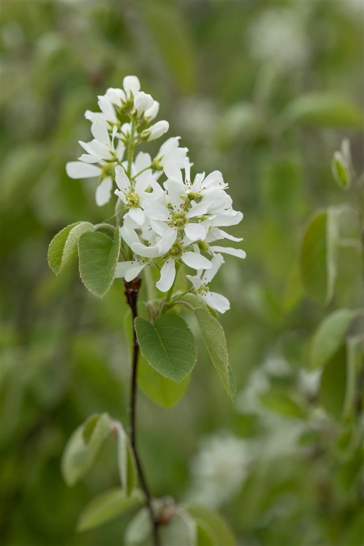 Amelanchier alnifolia 'Smoky', Felsenbirne, essbare Fr&uuml;chte, 40&ndash;60 cm 