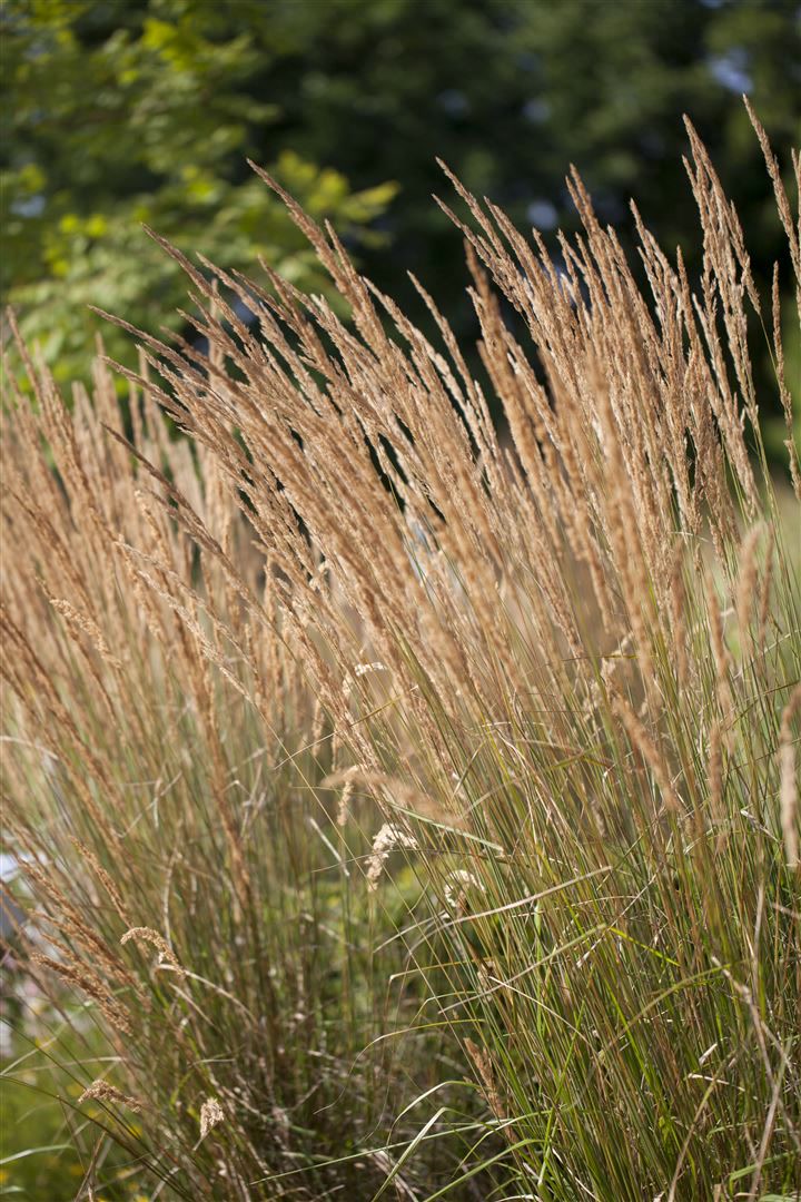 Calamagrostis x acutiflora 'Karl Foerster', Reitgras, 3-5 Liter Container 