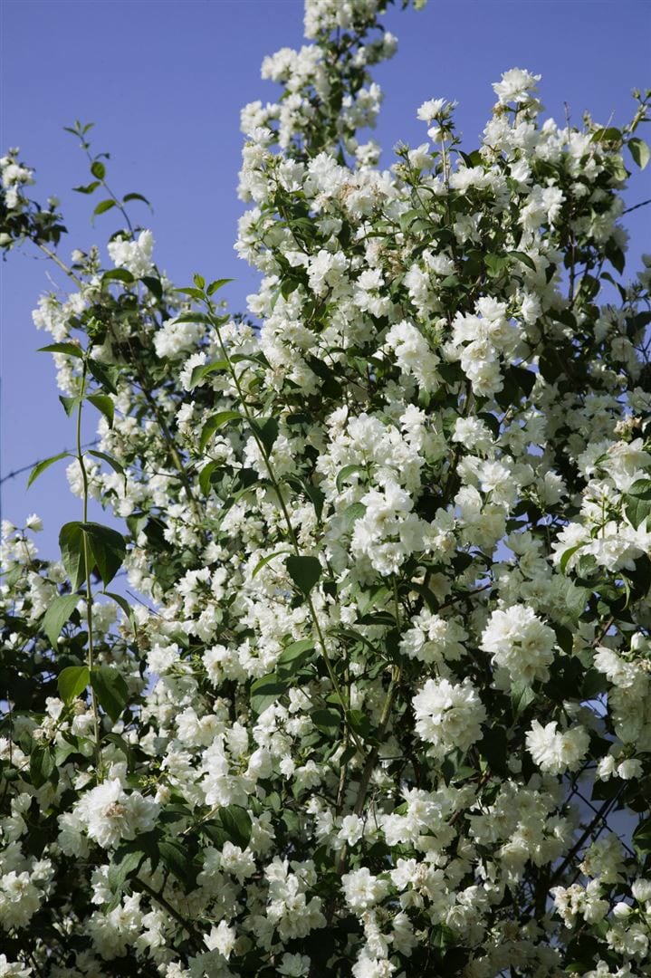 Philadelphus 'Virginal', Duftjasmin, wei&szlig;, 40&ndash;60 cm 