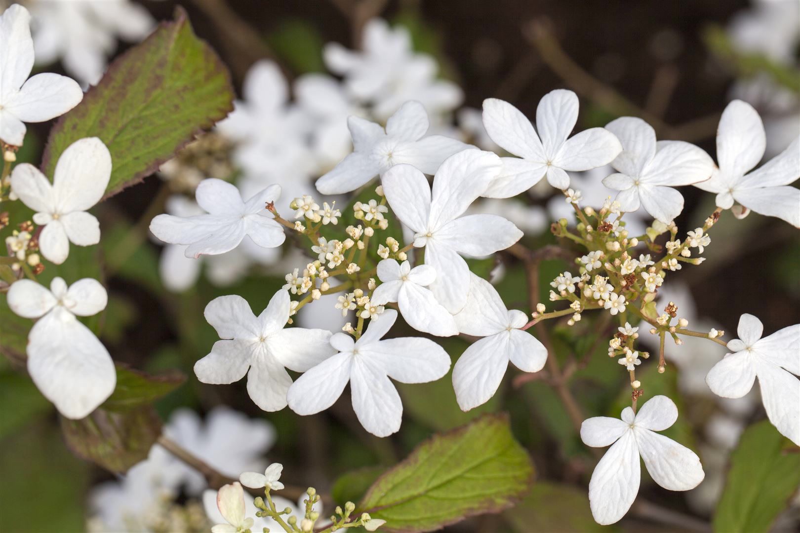 Viburnum plicatum 'Watanabe', Japanischer Schneeball, wei&szlig;, 40&ndash;60 cm 