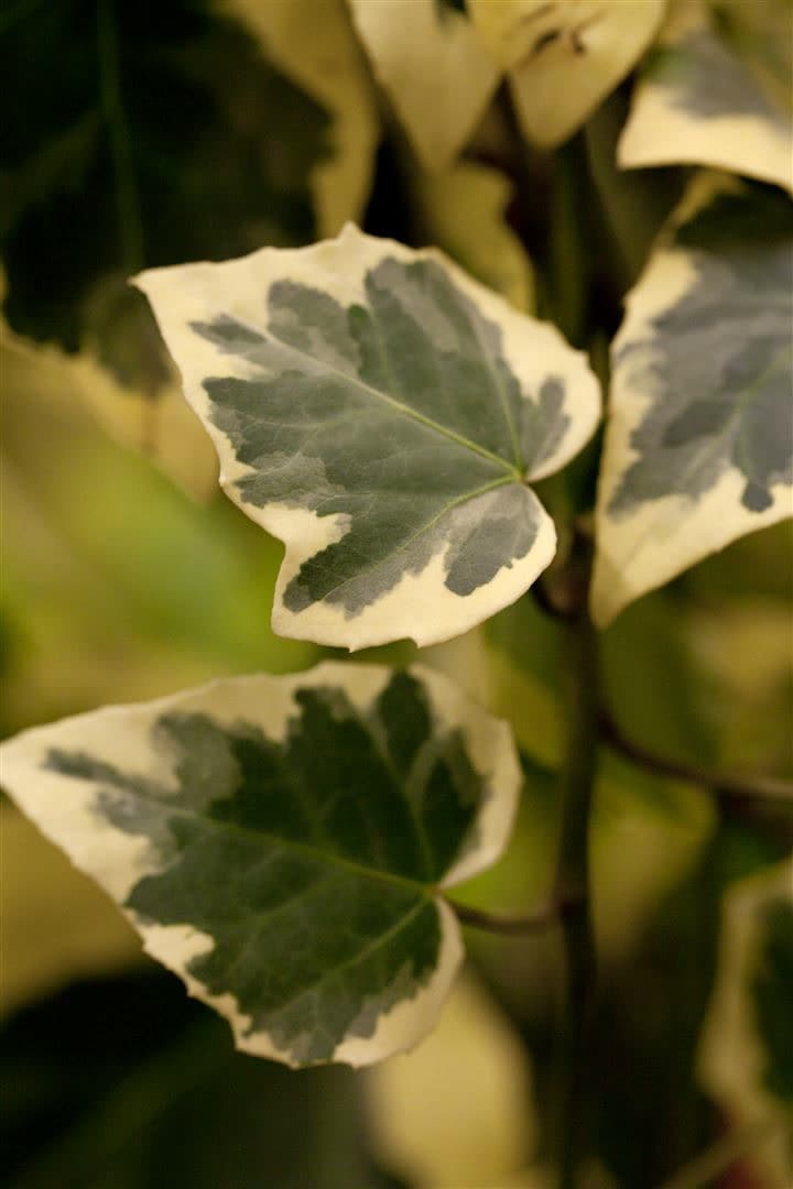 Hedera algeriensis 'Gloire de Marengo', Efeu, gr&uuml;n-wei&szlig;, 60&ndash;100 cm 