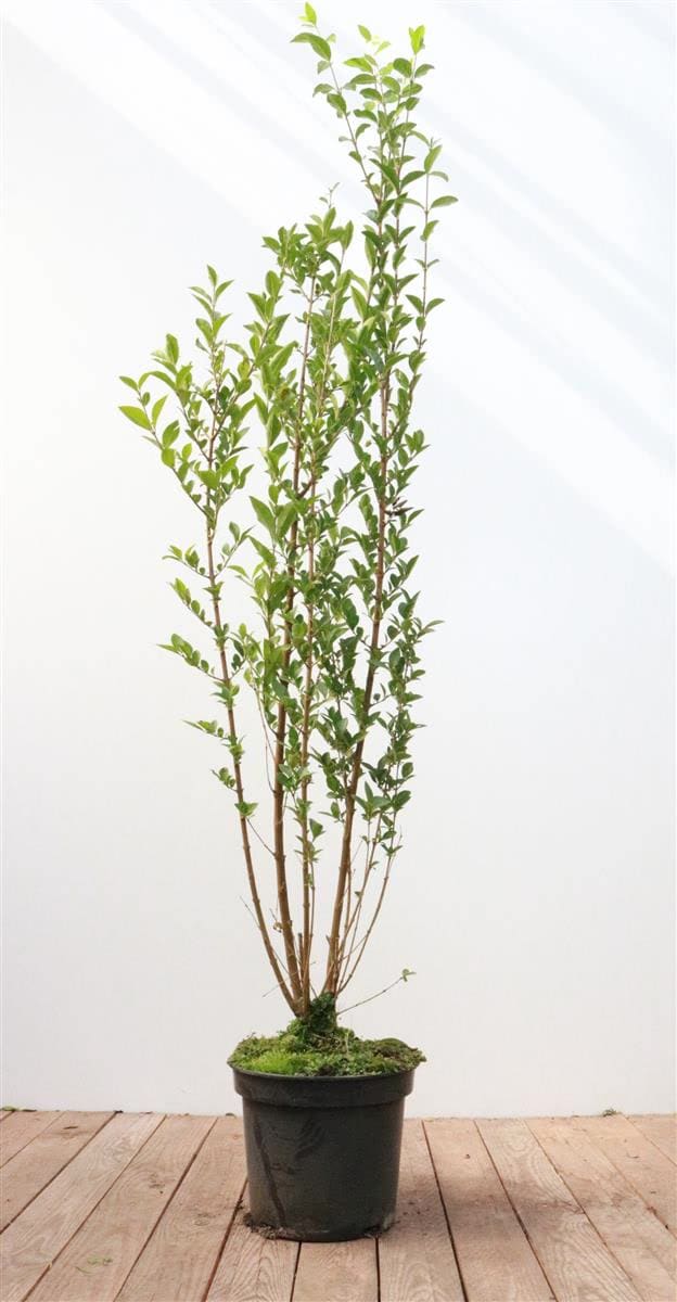 Ligustrum ovalifolium, Ovalbl&auml;ttriger Liguster, 100&ndash;125 cm 