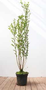 Ligustrum ovalifolium, Ovalblättriger Liguster, 100–125 cm 