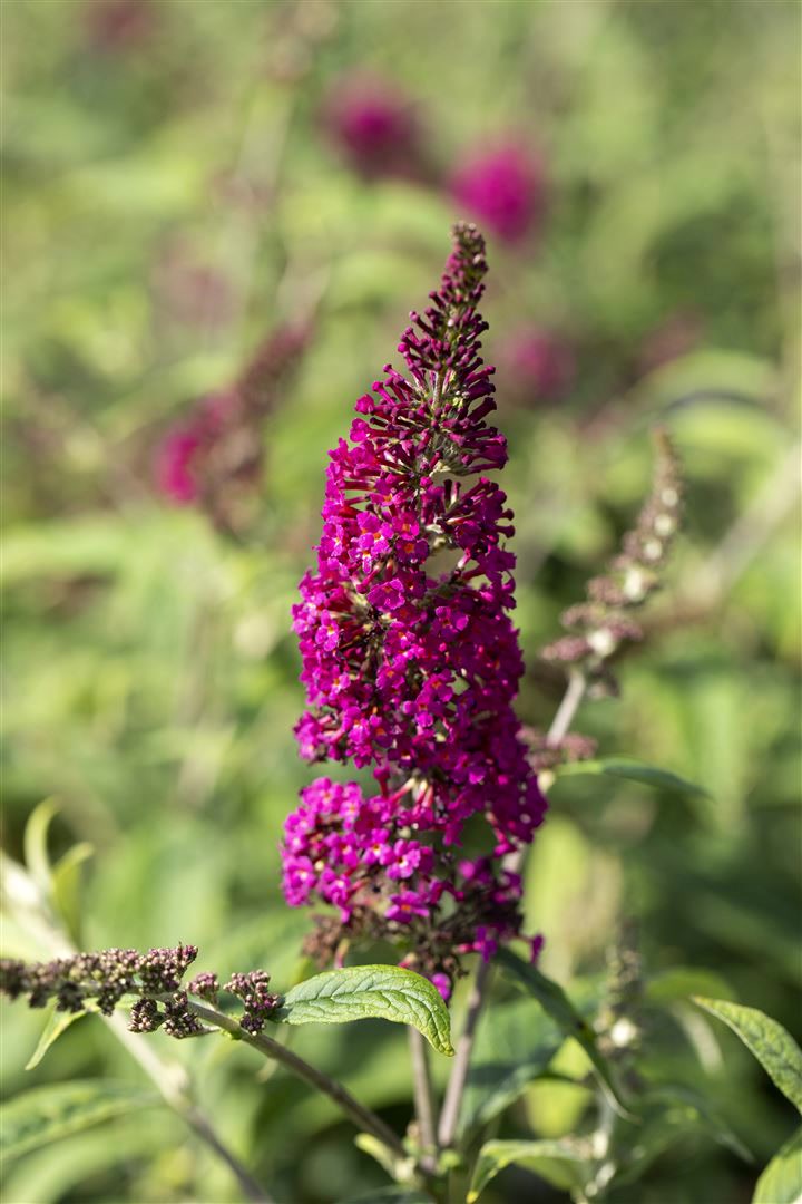 Buddleja davidii 'Nanho Purple', Schmetterlingsflieder, lila, 40&ndash;60 cm 
