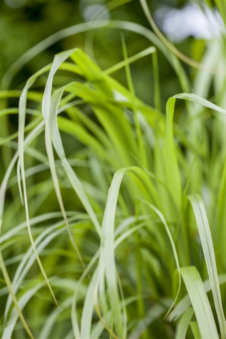 Calamagrostis brachytricha, Diamantgras, 3-5 Liter Container 