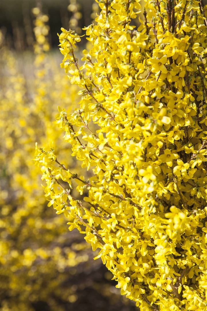 Forsythia 'Week-End' -R-, Forsythie, leuchtend gelb, 40&ndash;60 cm 